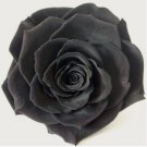 Exotic Rainbow Rose s Mixed Colors Rosa 100 SEEDS T1