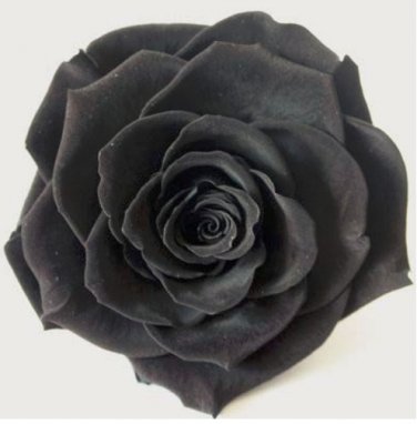 Exotic Rainbow Rose s Mixed Colors Rosa 100 SEEDS T1