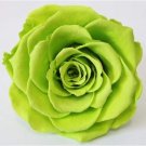 Exotic Rainbow Rose s Mixed Colors Rosa 100 SEEDS T2