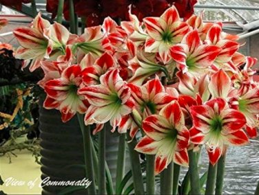 Hippeastrum Seeds  Amaryllis Barbados Lily  Lily   Balcony Flower 100 SEEDS