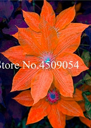 100 SEEDS Climbing Clematis (not Bulb) Clematis Florida  Flower  T1