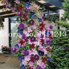 100 SEEDS Climbing Clematis (not Bulb) Clematis Florida  Flower T2