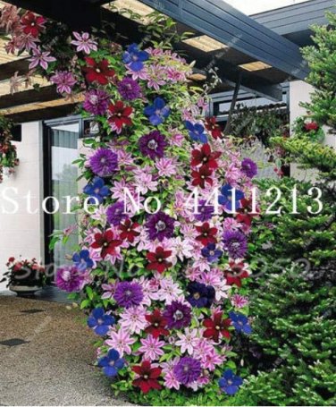 100 SEEDS Climbing Clematis (not Bulb) Clematis Florida  Flower T2