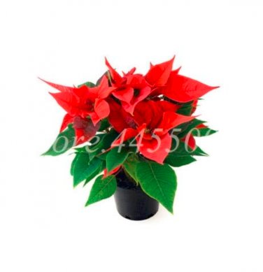 100 SEEDS Colorful Poinsettia