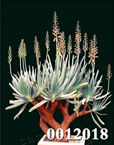 100 SEEDS Various Lithops  Living Stone Flower Cacti Cactus