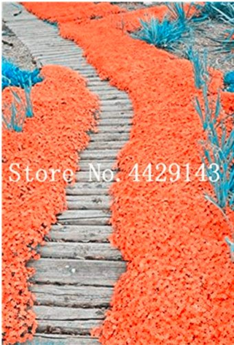 100 SEEDS  Rock Cress  Climbing  Creeping Thyme  Perennial Ground T1