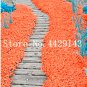 100 SEEDS  Rock Cress  Climbing  Creeping Thyme  Perennial Ground T1