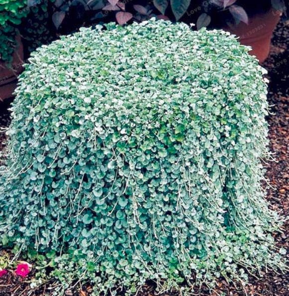 Dichondra Ground Cover Seeds Dichondra Repens Plant 100 Dichondra Ground Cover Seeds Dichondra Repens Plant 100