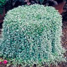 100 SEEDS Dichondra Repens Silver Falls Emerald Falls Ground Cover