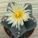 100 SEEDS Five-Pointed Star Meaty