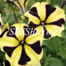 200 SEEDS Hanging Petunia  Flower Blue Morning Glory