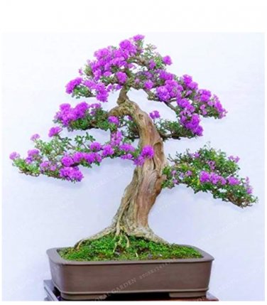 50 Colorful  Lilac  Japanese Lilac (Extremely Fragrant) Clove Flower