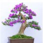 50 Colorful  Lilac  Japanese Lilac (Extremely Fragrant) Clove Flower
