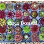 100 SEEDS Sempervivum Succulent s (Sempervivum Oubeni Makiginu
