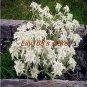 Exotic Edelweiss Seed Flower  Seed  200 SEEDS