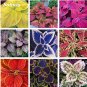 100 SEEDS Coleus Blumei Rainbow Mix Color Flower