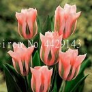 Tulip  200 SEEDS Seeds