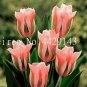 Tulip  200 SEEDS Seeds