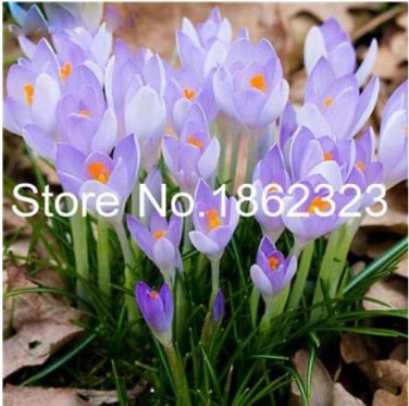 200 SEEDS Imported Saffron Flower