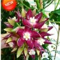 Garden  Hoya Orchid,Hoya Carnosa  Orchid Flower Flores Series 100 SEEDS Mix