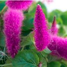 Acalypha Hispida Chenille  Red-Hot Cattail Beautiful Grass 100 SEEDS T2