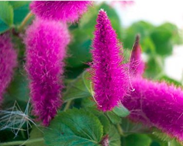 Acalypha Hispida Chenille  Red-Hot Cattail Beautiful Grass 100 SEEDS T2