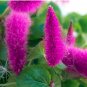 Acalypha Hispida Chenille  Red-Hot Cattail Beautiful Grass 100 SEEDS T2