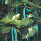 Acalypha Hispida Chenille  Red-Hot Cattail Beautiful Grass 100 SEEDS T3