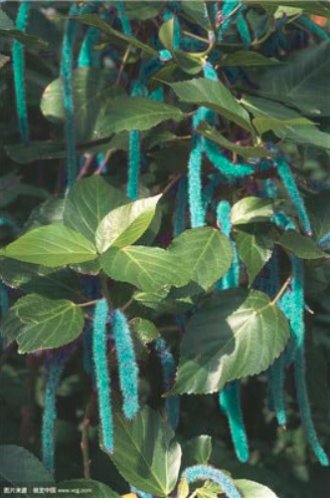 Acalypha Hispida Chenille  Red-Hot Cattail Beautiful Grass 100 SEEDS T3