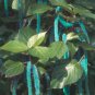 Acalypha Hispida Chenille  Red-Hot Cattail Beautiful Grass 100 SEEDS T3