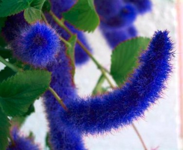 Acalypha Hispida Chenille  Red-Hot Cattail Beautiful Grass 100 SEEDS T4