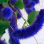 Acalypha Hispida Chenille  Red-Hot Cattail Beautiful Grass 100 SEEDS T4