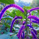 Acalypha Hispida Chenille  Red-Hot Cattail Beautiful Grass 100 SEEDS T5