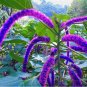 Acalypha Hispida Chenille  Red-Hot Cattail Beautiful Grass 100 SEEDS T5