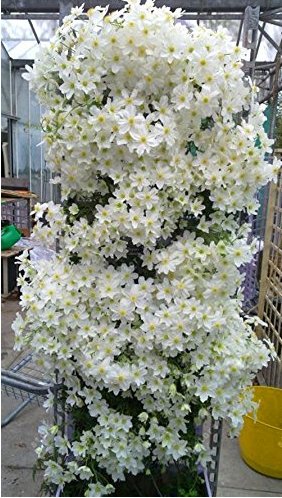 100SEEDS Clematis flowers clematis vine T1
