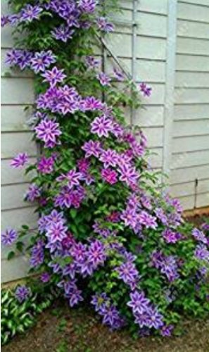 100SEEDS Clematis flowers clematis vine T2