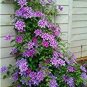 100SEEDS Clematis flowers clematis vine T2