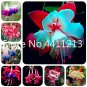 100 SEEDS Japanese Fuchsia  Garden Balcony  Lanterns Flowers Spectabilis  Flowering Mixed