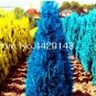 50 SEEDS Mini Bule Italian Cypress Tree s Popular  s PerenniaL