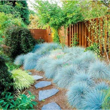 200 SEEDS Blue Fescue Grass Festuca glauca