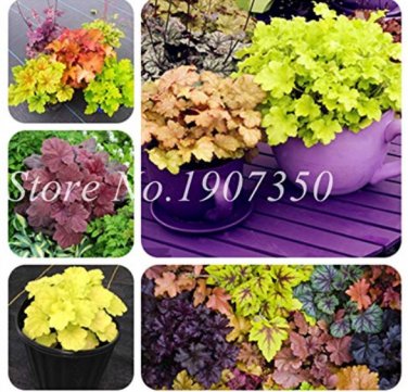 100 SEEDS  Imported  Heuchera , Coral Flower MIX