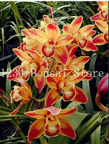 100 SEEDS  Cymbidium Orchid  African Cymbidiums Flores T1