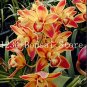 100 SEEDS  Cymbidium Orchid  African Cymbidiums Flores T1