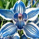 101 SEEDS  Cymbidium Orchid  African Cymbidiums Flores T1
