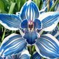 101 SEEDS  Cymbidium Orchid  African Cymbidiums Flores T1