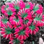 Mixed Oxalis  Flowers  Color Rotary Oxalis  100 SEEDS