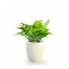 Exotic Climbing Epipremnum Aureum 100 SEEDS T2