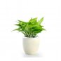 Exotic Climbing Epipremnum Aureum 100 SEEDS T2