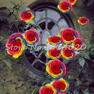 Exotic 200 SEEDS Lover Multi-Color Climbing Rose T3