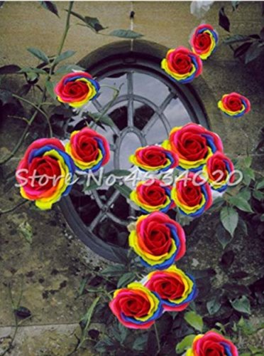 Exotic 200 SEEDS Lover Multi-Color Climbing Rose T3